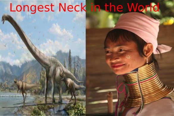 Longest Neck in the World