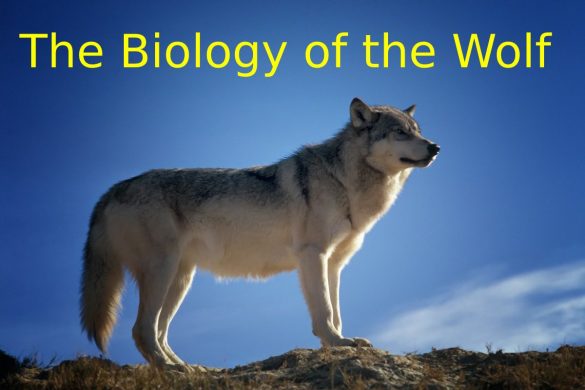 The Biology of the Wolf