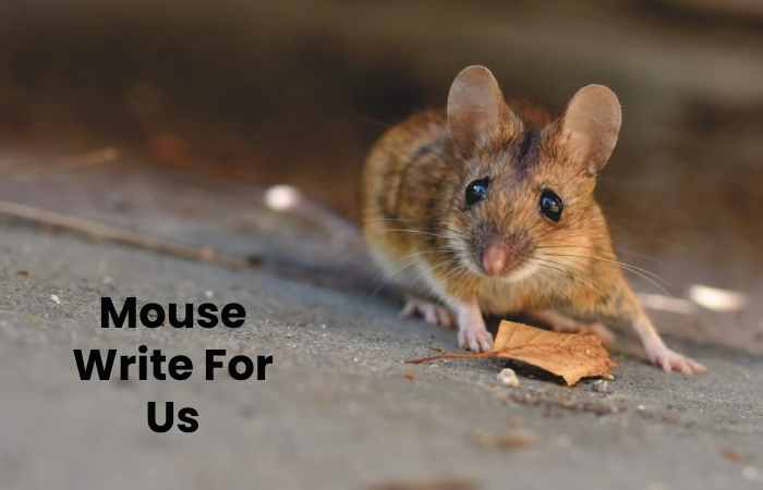 Mouse Write For Us