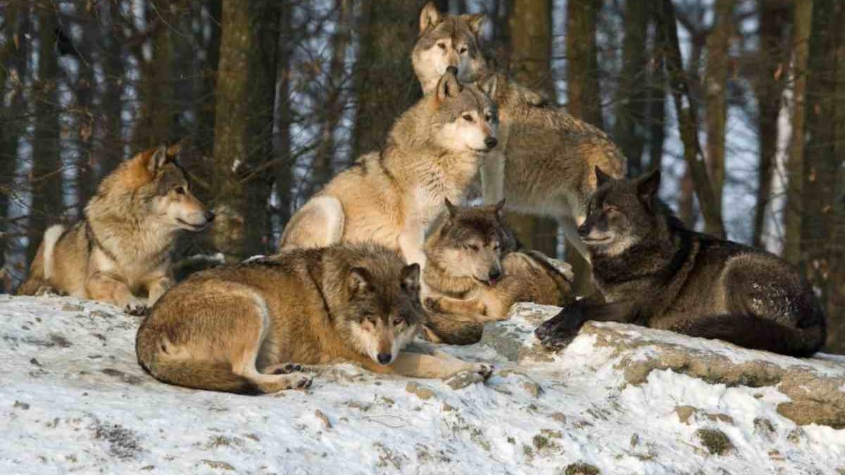 The Biology of the Wolf