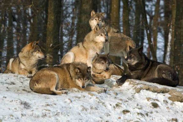 The Biology of the Wolf